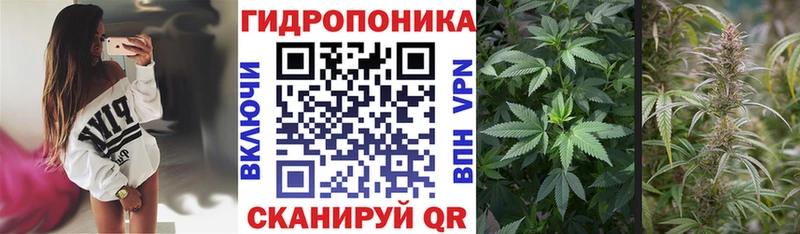 Конопля сатива  Приволжск 